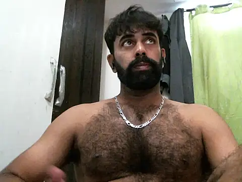 Indianhairybull