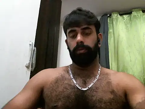 Indianhairybull