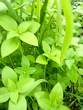 Bibilenu