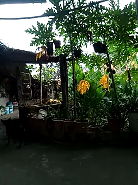 Duliemun webcam