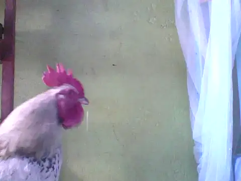 Ashlee2019 webcam