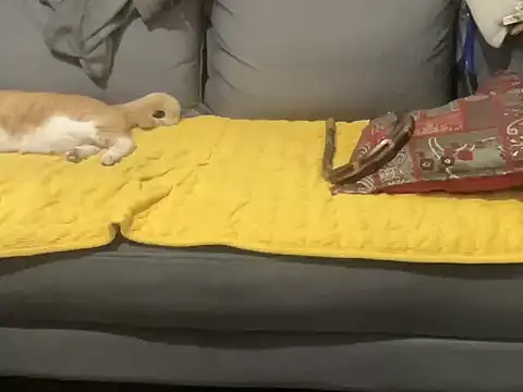 4small4inchlol
