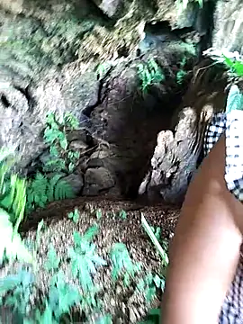 moa_koa