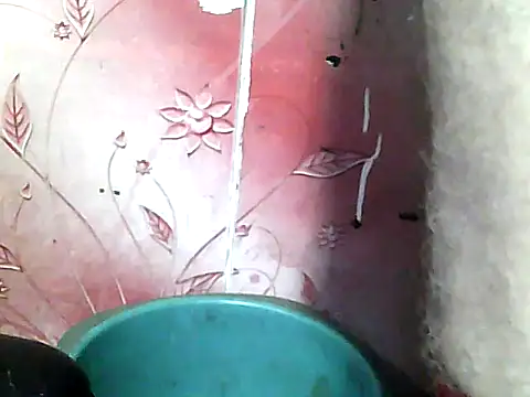 two_colour_cock