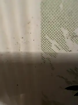 dilu98