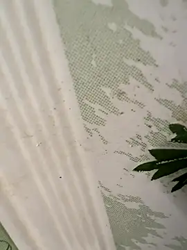 dilu98