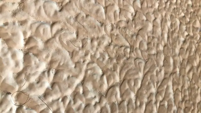 amelia_hall