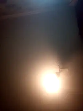 Lauren_Amabel