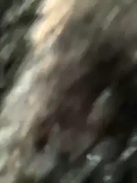 LikaCat