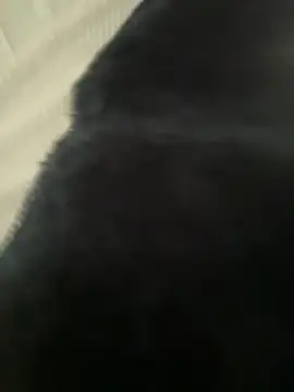 LikaCat
