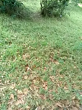 Cuervo_maniaco