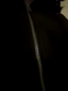 Asian_Asami