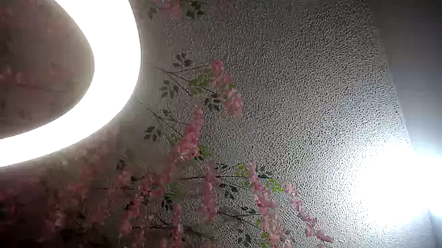 dalia_corrs0 webcam