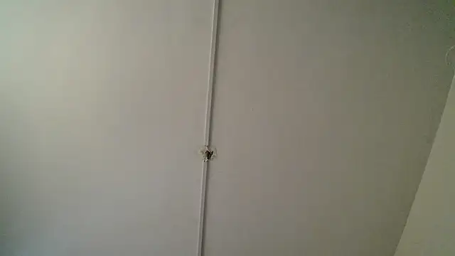 Beleaht_Pleasure webcam
