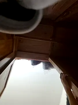 Panda_101 webcam