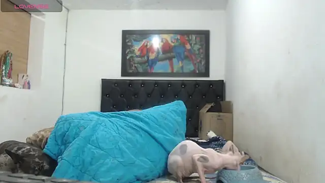 Aleja_Nauthy webcam