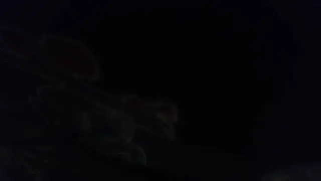 hungspundick1 webcam