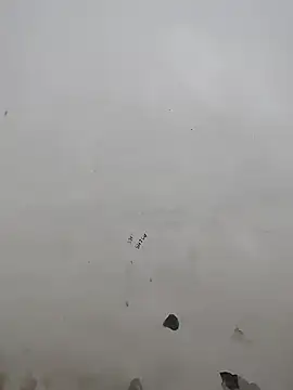 live chat cam Sassyy Poonam