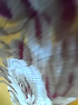 Webcam Model (Nikitha_telugu)  is live.Free join now!