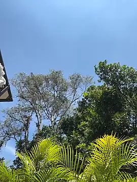 SweetieSinXXX's Stripchat show and profile