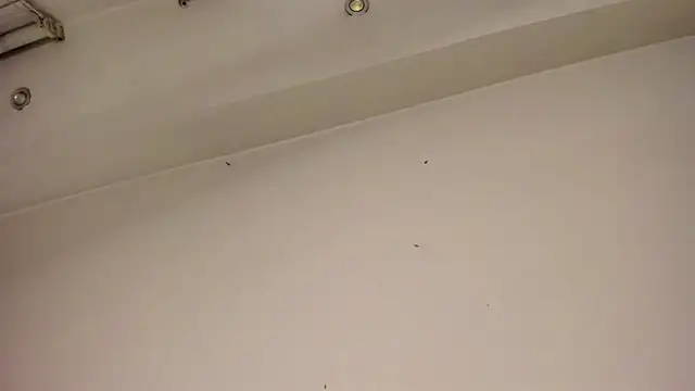 Preview of piperrcry