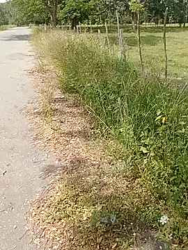 charlotte_dante212 (G young) - Do what you want with me