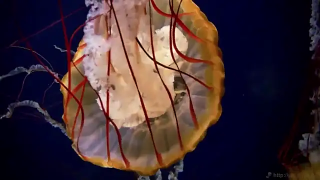 streamy_test12 live on StripChat 