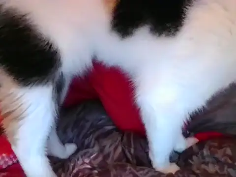 RealLittleRedRidingHood