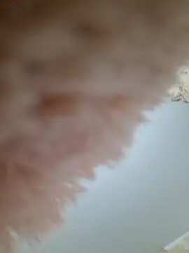 Scottishzara from StripChat is inFreechat