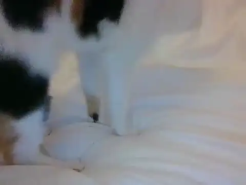 RealLittleRedRidingHood