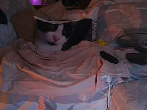 venered - VeneRed's free webcam