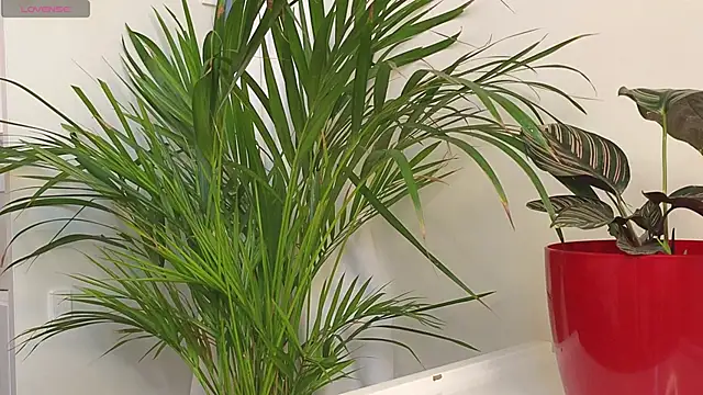 tommyfoxboy (M twink) - four fingers in your ass tommmy!