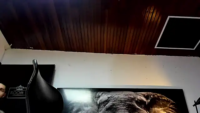 king_falconer webcam