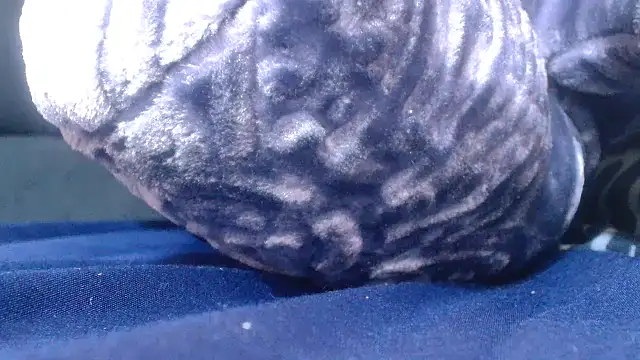 Sexy_PureFire webcam