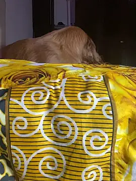 barbiepartytrans1 webcam