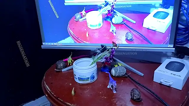 big_sensation_21s webcam