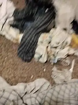 Dddoggystacks webcam