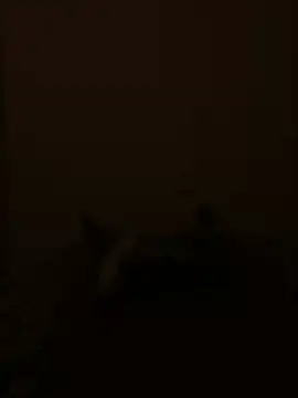 Dddoggystacks webcam