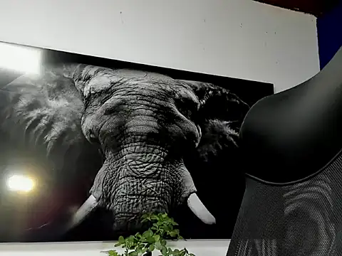 king_falconer webcam