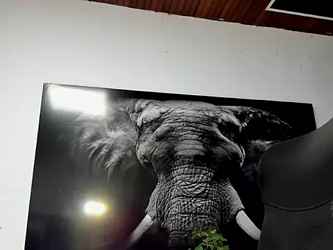 king_falconer webcam