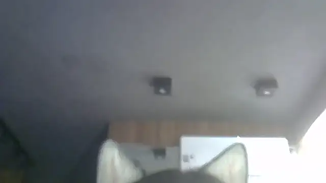 SkinnyKitten webcam