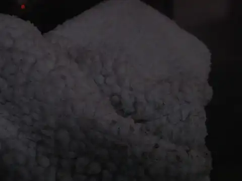 Albanian_Goat_WhiteHammer webcam