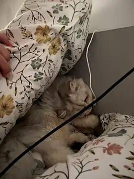 Webcam Model (Ella_Charm)  is live.Free join now!