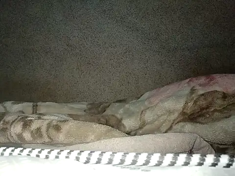 seductivescamp webcam