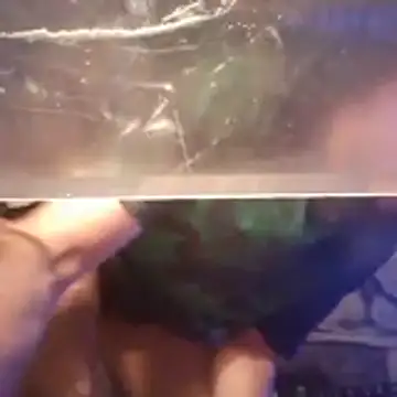 PenerPanShibari webcam