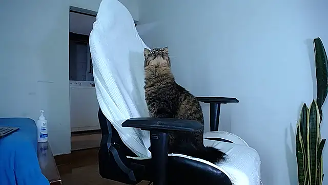 diamond_black00 webcam