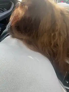 valori (Ask my age) - Arabada sex