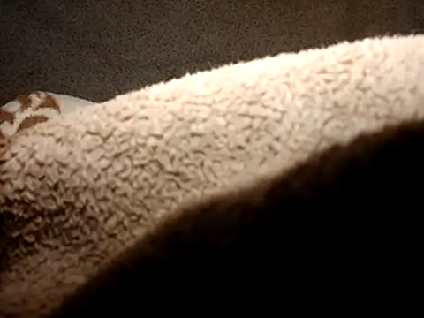 seductivescamp webcam