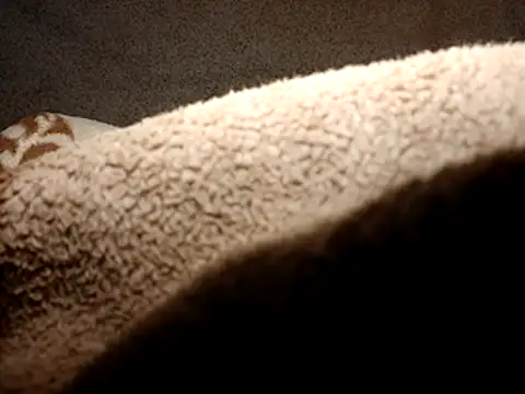 seductivescamp webcam