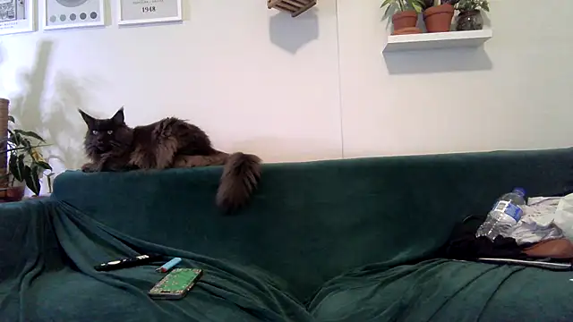 badblondebunny webcam